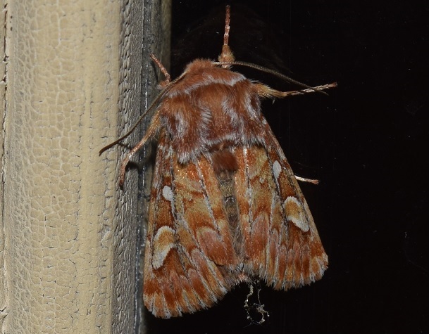 Panolis flammea (Noctuidae)